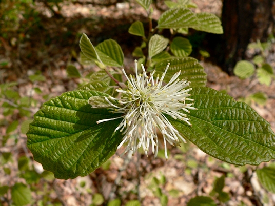 {Fothergilla gardenii}